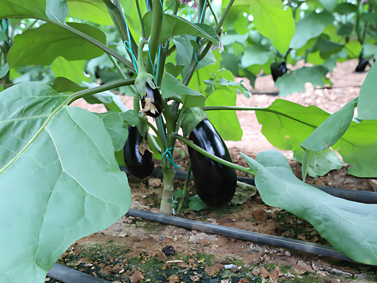 SERA Plastik mezőgazdasági sátorfólia