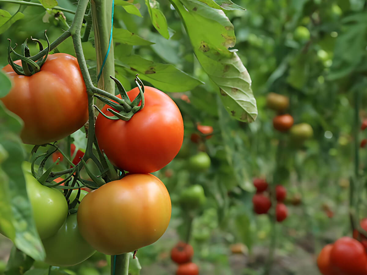 SERA Plastik mezőgazdasági sátorfólia